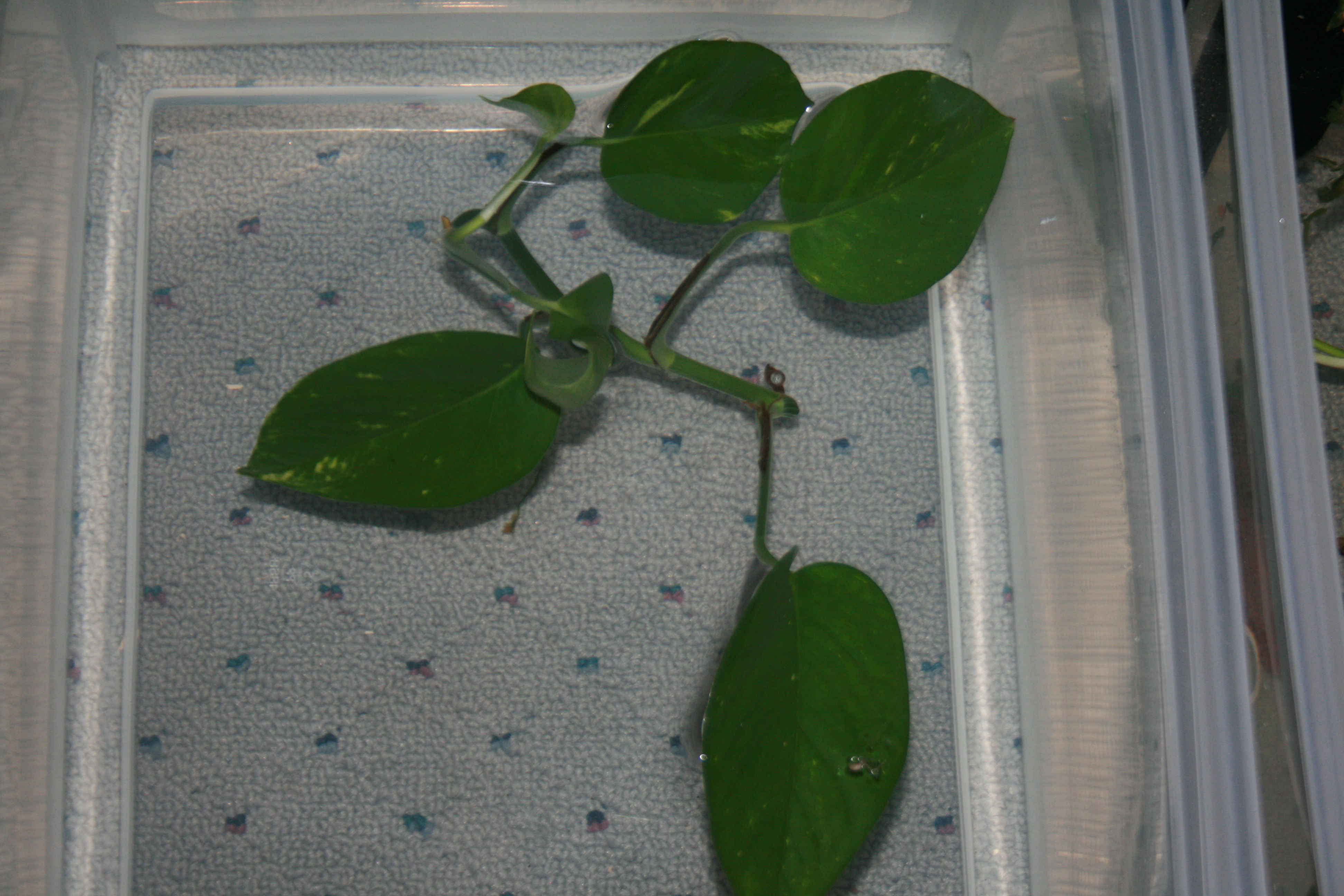 (1) Epipremnum aureum "Golden Pothos"