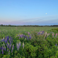 IMG_7476.jpeg