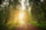 woods_brown path_sun-min.jpg