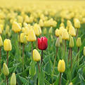 red tulip in yellow field rupert-britton.jpg