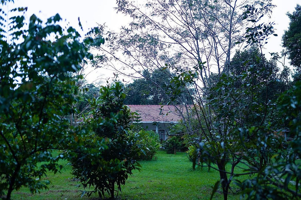 Crepe Ginger Homestay nestled among lush trees in Chikmagalur, offering a tranquil retreat for nature lovers seeking a slow travel getaway.