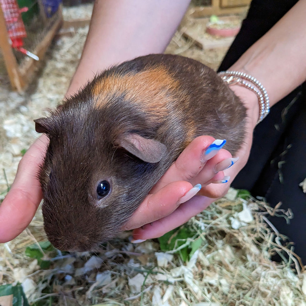 guinea-pig_edited_edited