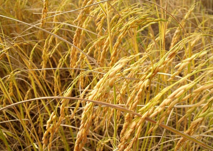 Figure 1: Paddy plants as the producers