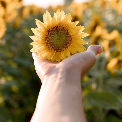 close-up-hand-holding-sunflower.jpg