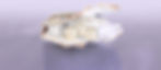 221222_muschel_header_7_mzhv.jpg