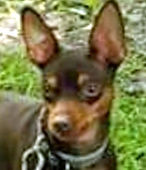 Scrappy Doo