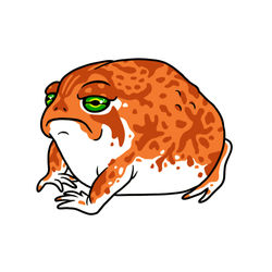 Grumpy Desert Rain Frog