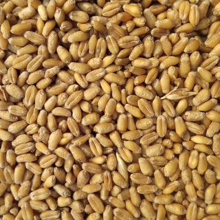 Wheat