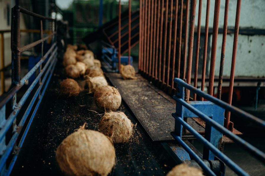 The coconuts used to produce our coconut milk / cream powder are harvested between the ages of 11-13 months