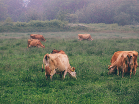 Coronavirus – Is it Causing Food Shortages in the Global Supply Chain?