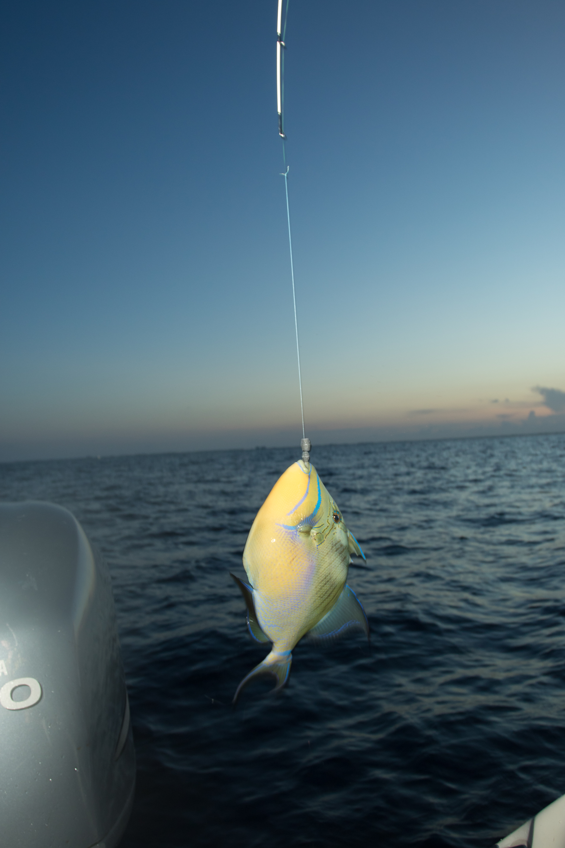 Triggerfish