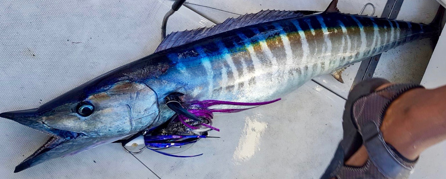 Wahoo