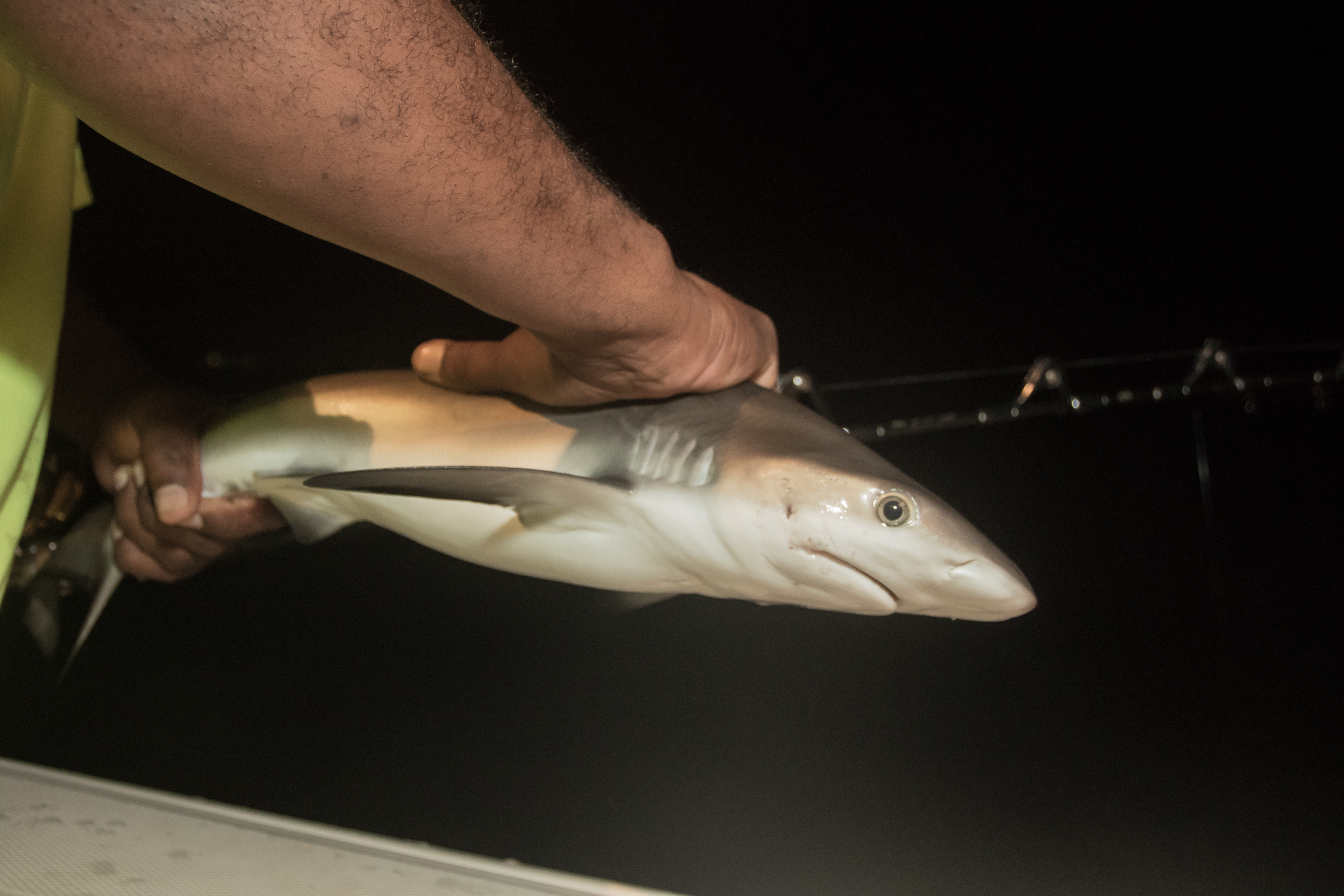 Shark