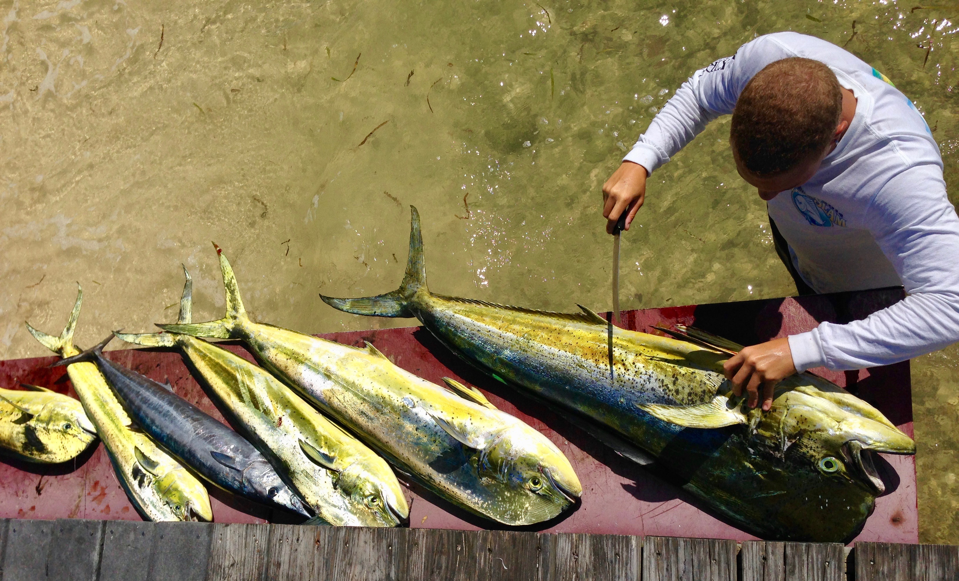 Wahoo and Mahi