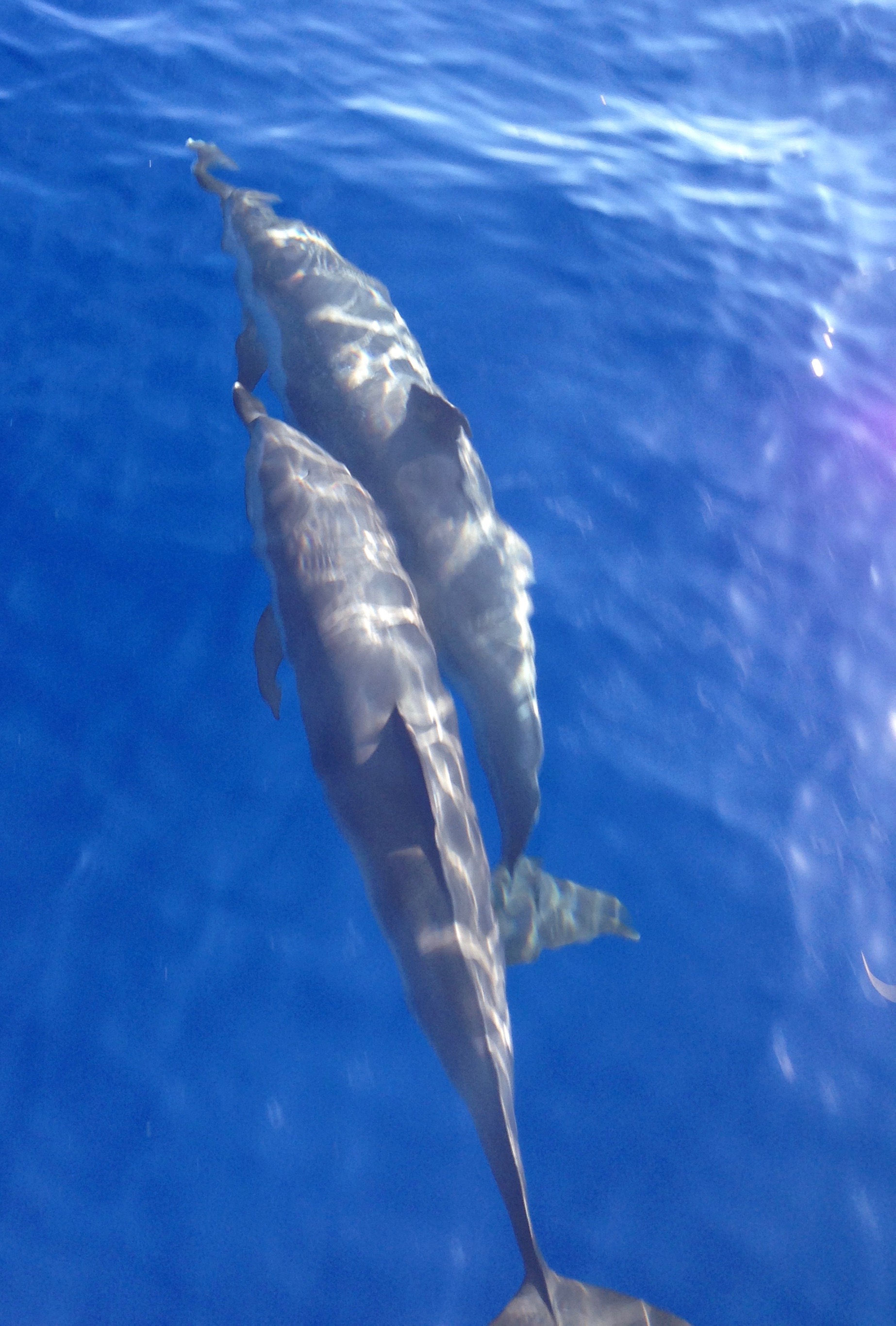 Dolphin interactions