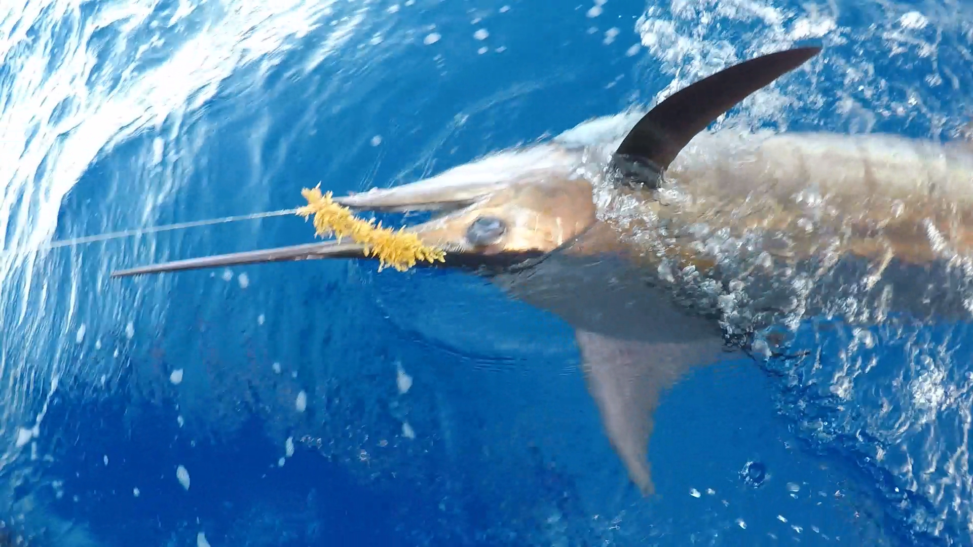 Marlin