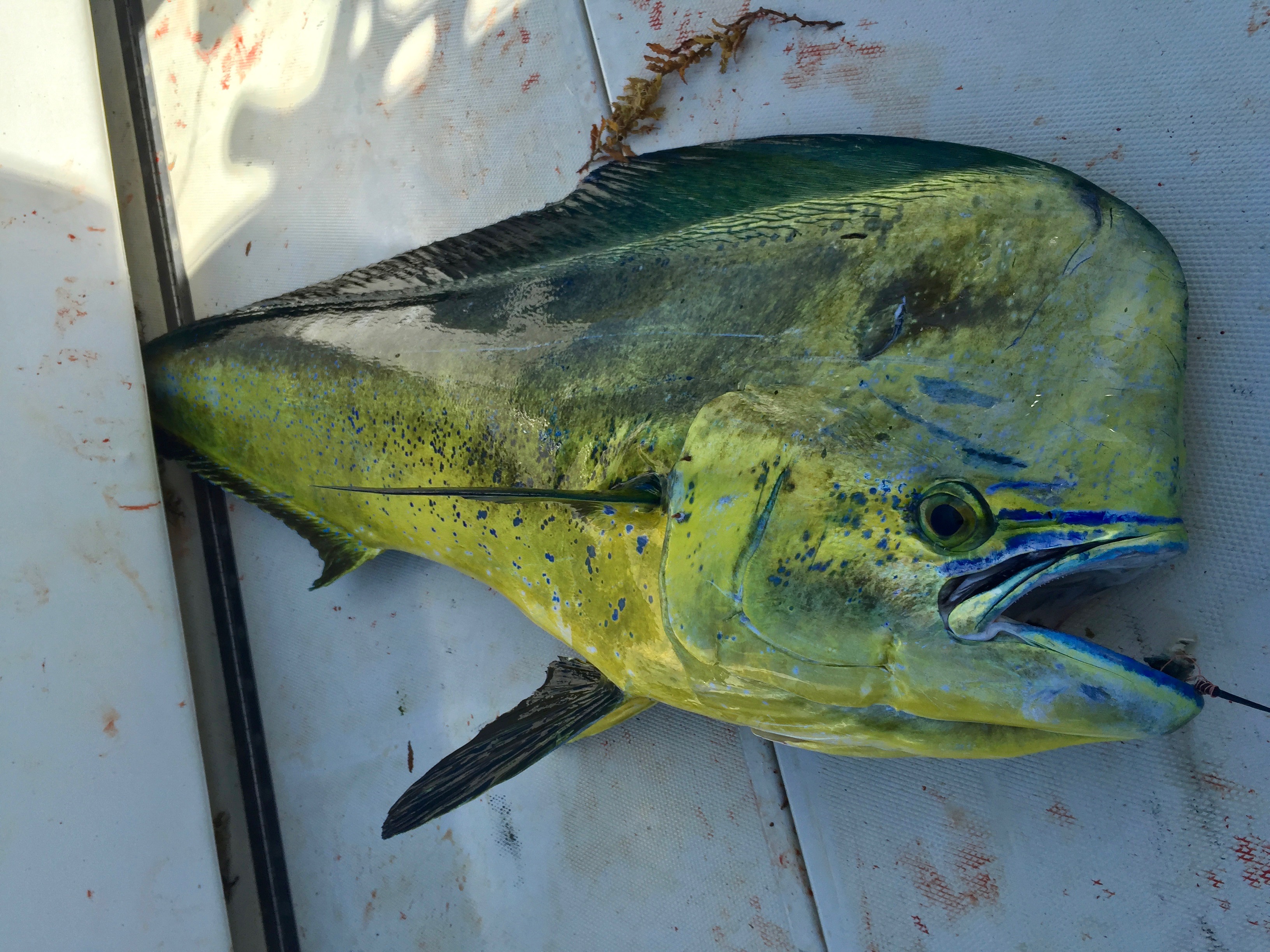 Nice Mahi