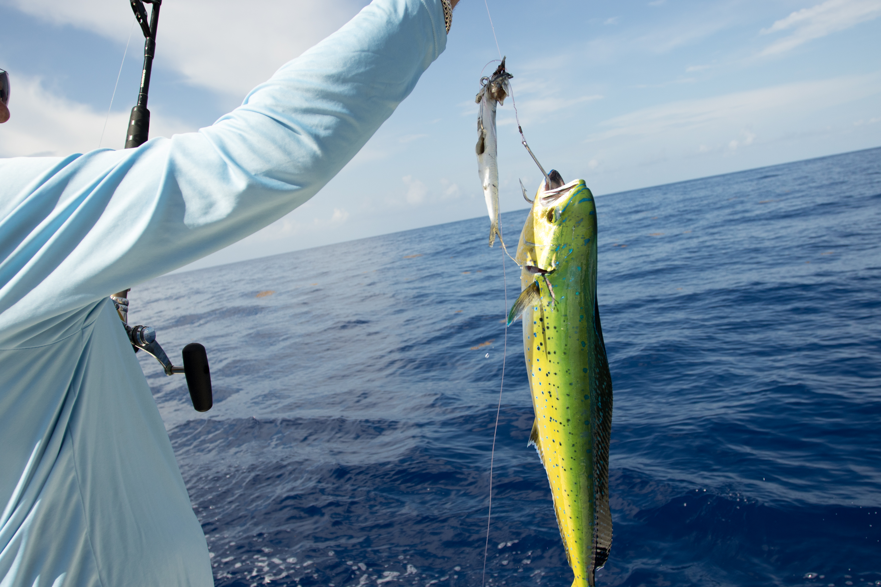 Mahi