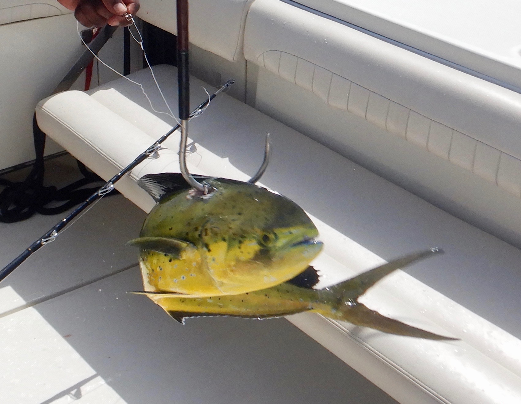 Mahi