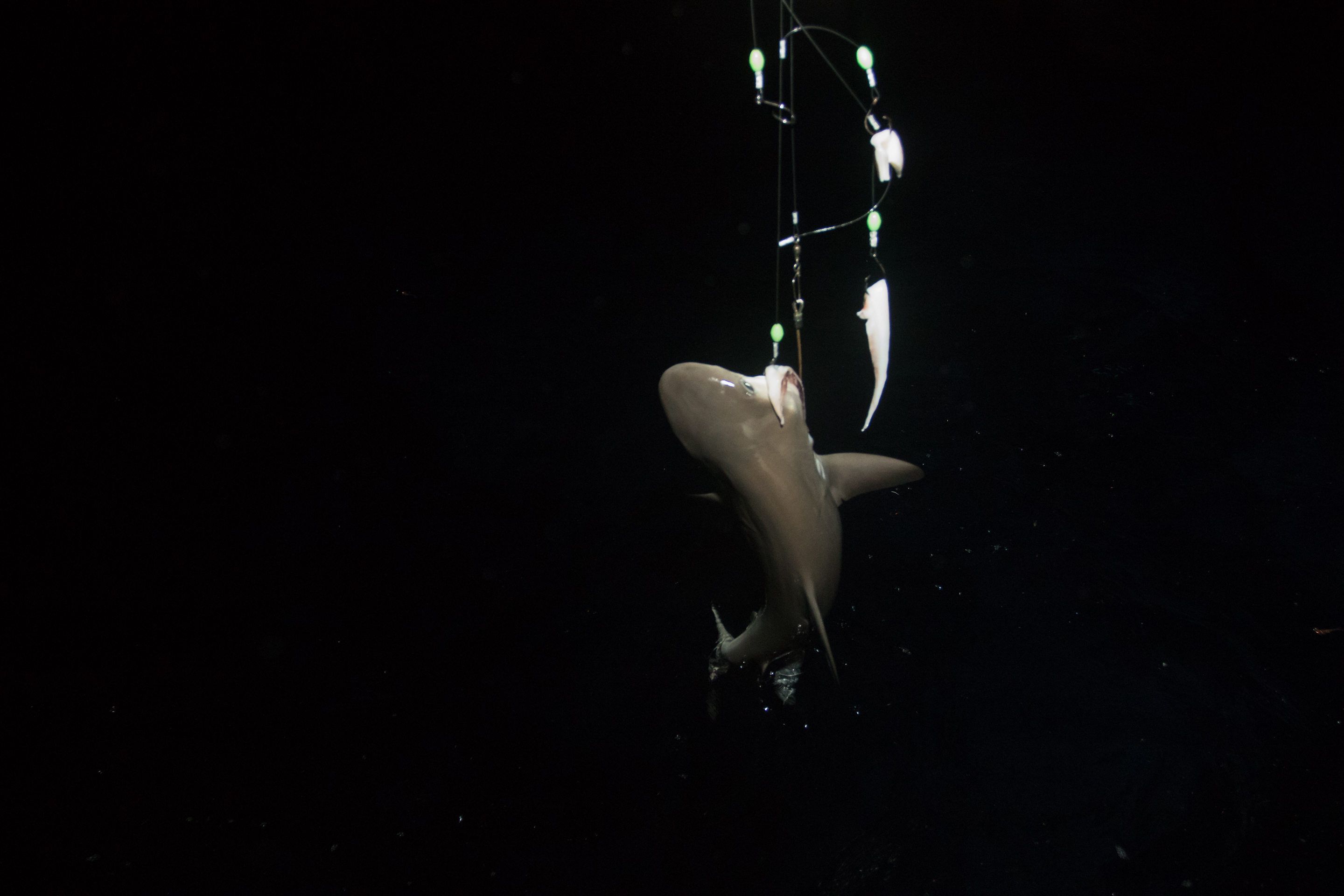Small Shark