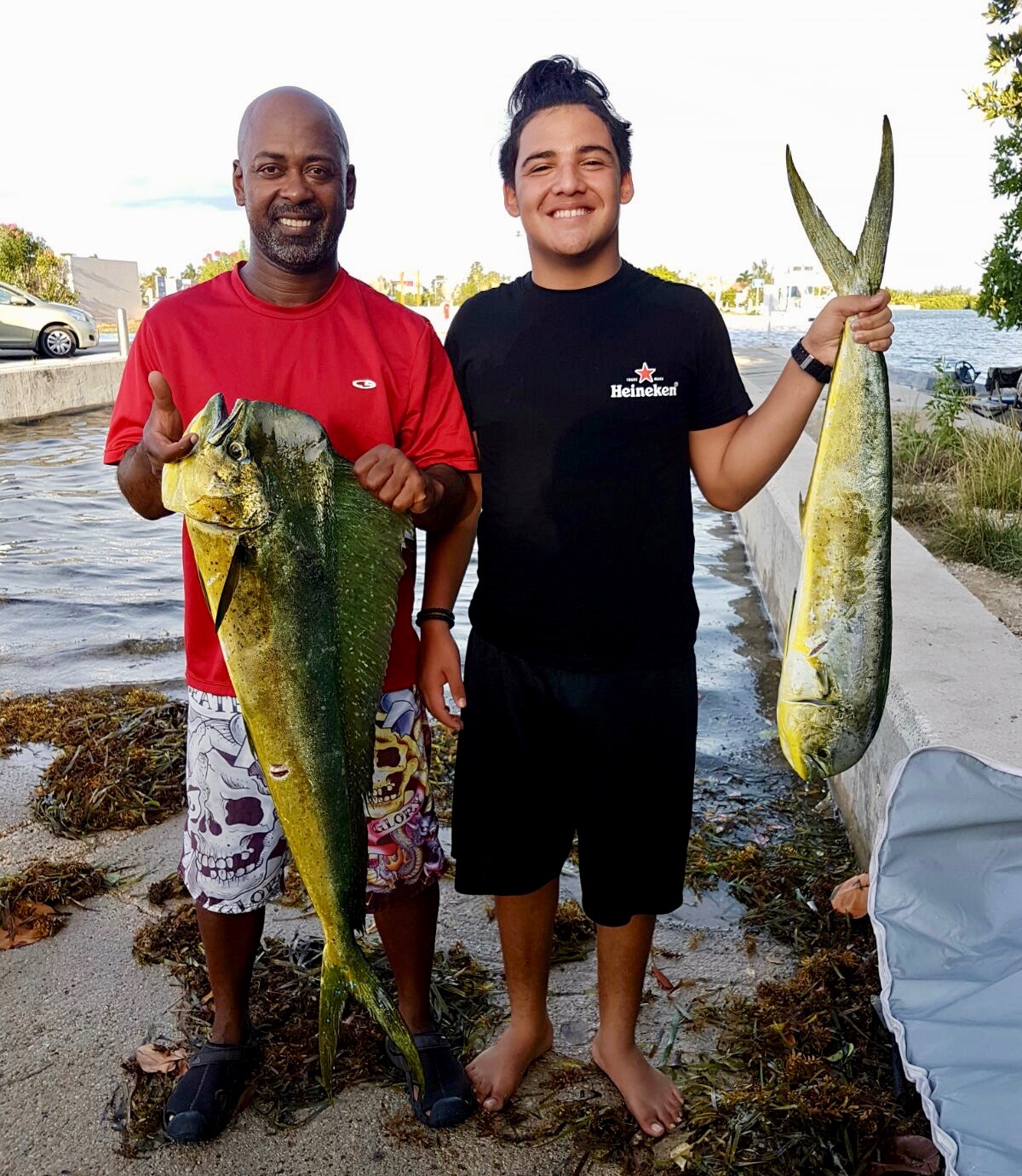 Mahi