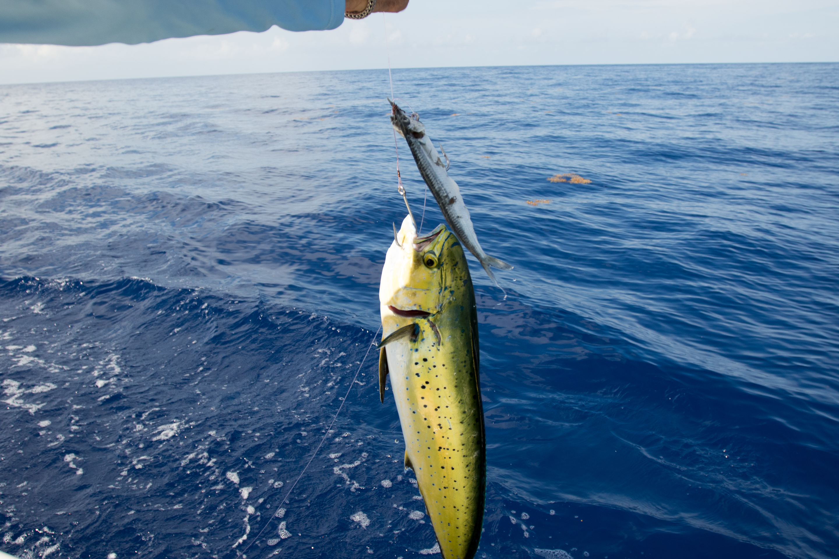 Mahi