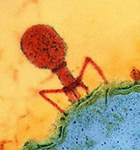phage _virus1