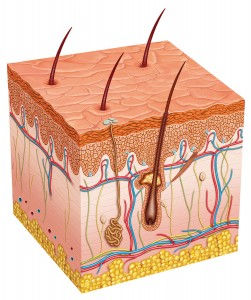 bigstock-human skin cell -43968430