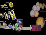 How Does Neuroplasticity Work?