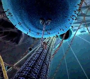 kinesin12