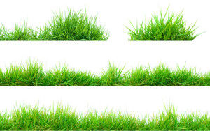Grass Artistic plants