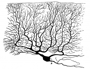 purkinje cell