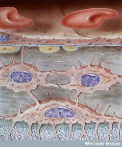 N0019527 Normal anatomy, osteocyte, osteoblast and ca