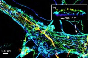 Neuron structure