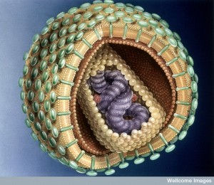 N0019841 Illustration of HIV