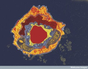 Intelligent Pericytes Guard the Blood Brain Barrier