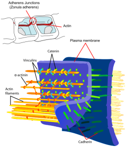PD Adherens_Junctions_structural_proteins