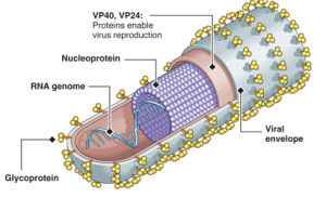 Viruses evade DNA RNA Sensors