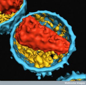 B0006824 Human immunodeficiency virus (HIV)