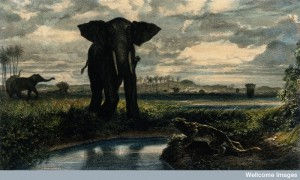 Elephant Culture