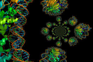 Nucleosomes With Dna Model