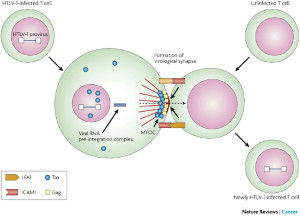 Viral synapse 2