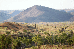 Ouderkraal wik Termite_Mounds_in_the_Bungle_Bungle_Range_in_Western_Australia