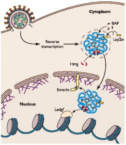 Virus and Virus Like Particles in Evolution
