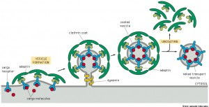 Clathrin coating