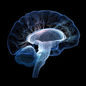 Human brain illustrated with interconnected small nerves - 3d re