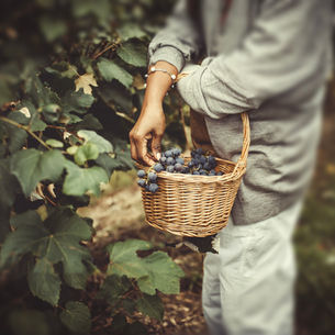 Fruits & Roots: Growth That No One Sees