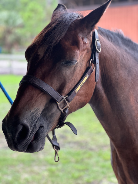 Riding with Apollo 🐴💫