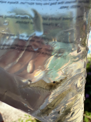 Glass Shrimp in the Pond! 🦐🌿💦