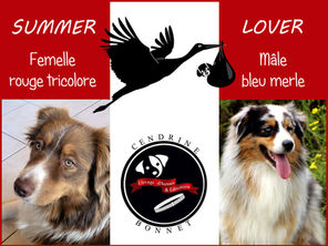 Faire-part de portée de bergers australiens